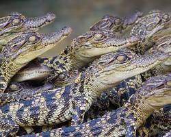 Image of group of crocodile hatchlings