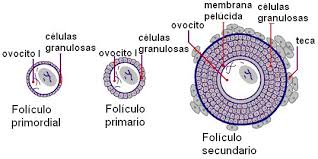 Resultado de imagen para foliculo primordial