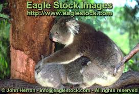 Australia koala bear photos, Pictures and koala clip-art, stock ... via Relatably.com