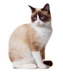 Résultat de recherche d'images pour "snowshoe cat"