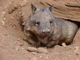Image result for wombat