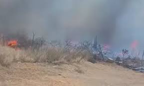 Incendio Forestal En Tolimán