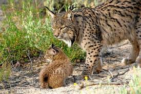 Resultado de imagen de imagenes del lince boreal