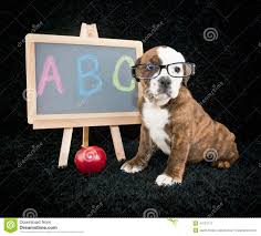 Image result for school animals