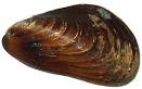 Modiolus (genus) - , 