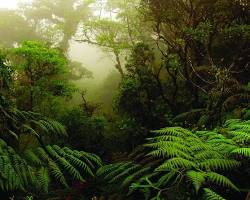 Immagine di foresta pluviale di Monteverde