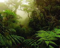 Immagine di foresta pluviale di Monteverde