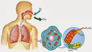 Resultado de imagen de LA RESPIRACIÓN