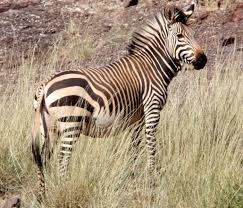 Résultat de recherche d'images pour "domesticated zebra"