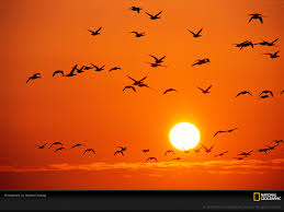 Image result for orange color