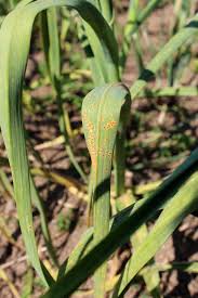 Résultat de recherche d'images pour "nouer l'ail"