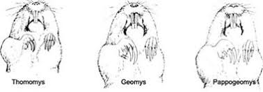 Image result for pocket gophers