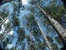 Image result for forets des pins haiti