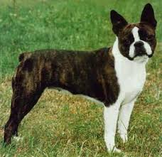 Από πού κατάγεται το Boston Terrier; 