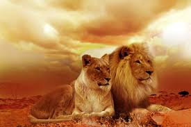 Résultats de recherche d'images pour « lion »