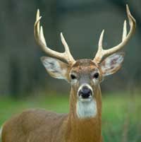 Image result for buck antlers