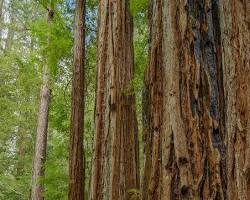 Image of Big Basin Redwoods State Park