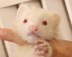 アルビノ フェレットの画像