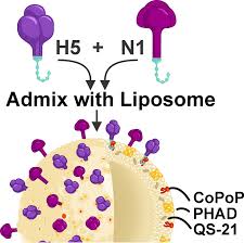 Experimental Bird Flu Vaccines Show Promise in Animal Models