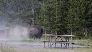 Carl Isom McDaniel Bison Encounter: Survivor Reveals Terrifying Moment He Was Launched 8 Feet — 'I Thought I Was Dead'