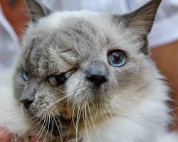 Image of twofaced cat