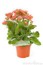 Flor kalanchoe