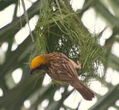 Image result for indian birds nest pictures with names