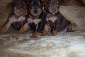 Three Brown and Tan Miniature Pinscher Puppies, together sitting on a blanket