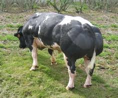 Image result for belgian blue bull meat