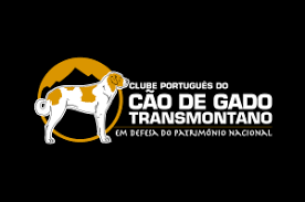 Resultado de imagem para fotos do clube do cão de gado transmontano