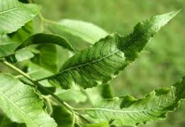 Image result for zinc burn in plants