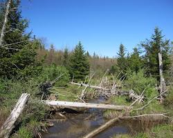 Blister Swamp, West Virginia