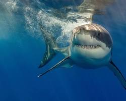 صورة great white shark swimming fast