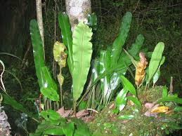 Image result for Elaphoglossum lastii