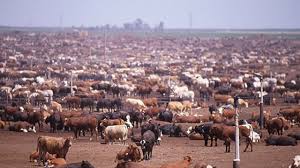 Image result for cafo