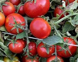 Image of Burbank Slicing tomato