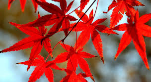 Bildresultat för otoño