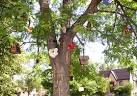 Como Hacer Jardines sobre Troncos de Arboles decorativos