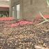 Lexington preschool gets help replacing stolen landscaping