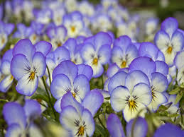 Resultado de imagen de flores azules hermosas