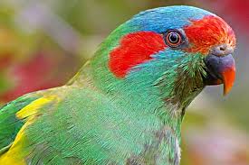 Image result for musk lorikeet