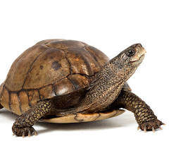 Tricáspide