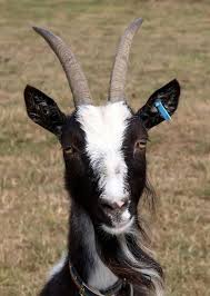 Image result for GOAT