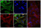 Vinculin antibody Western, Immunofluorescence V41Sigma