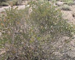 Image of Jojoba shrub