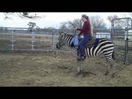 Résultat de recherche d'images pour "domesticated zebra"
