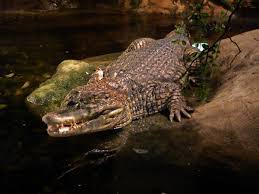 Image result for Crocodile watching Goa