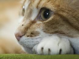 Image result for beautifull image