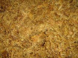 Image result for chilean sphagnum moss
