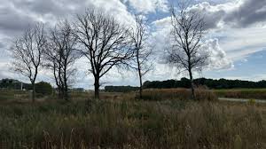News source: Omroep Brabant